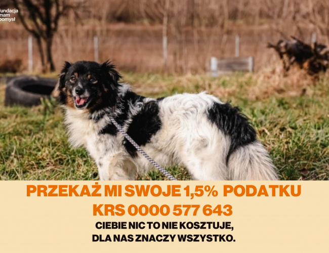 Schronisko dla Bezdomnych Zwierząt w Świdnicy - KAMYCZEK  DT