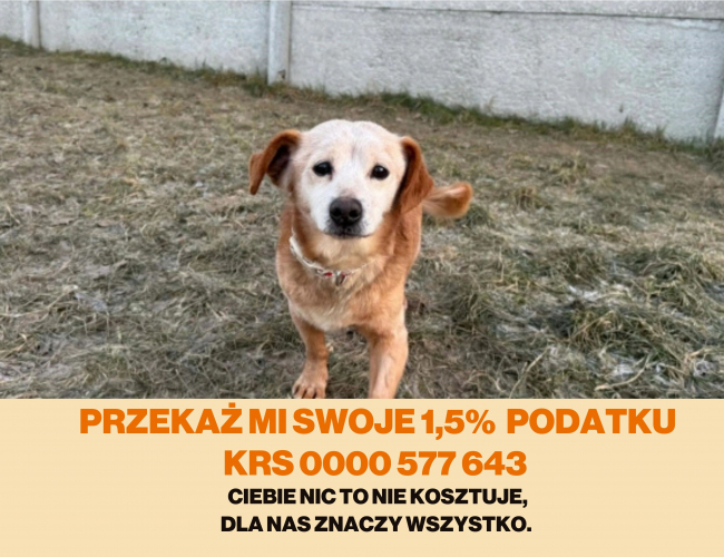 BINGO - pies do adopcji w schronisku świdnica
