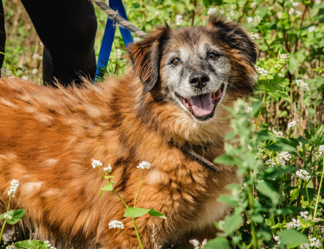 RUDI - pies do adopcji w schronisku świdnica