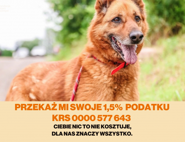Schronisko dla Bezdomnych Zwierząt w Świdnicy - BURBON