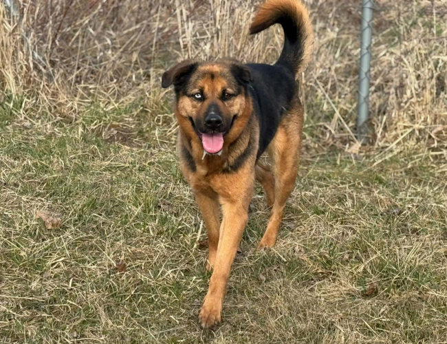 FIGA - pies do adopcji w schronisku świdnica