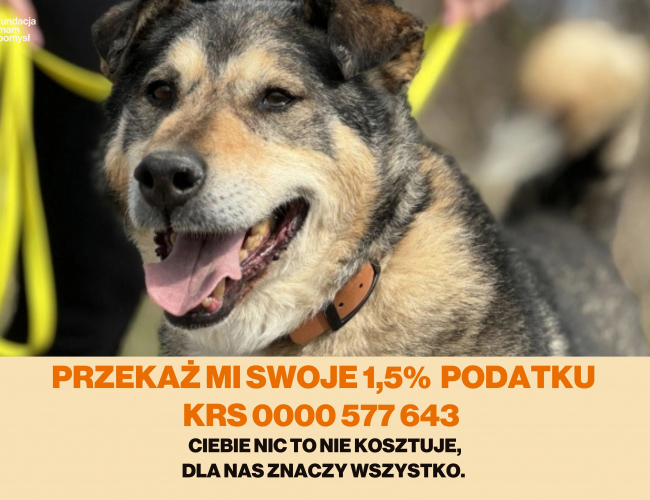 AMIL - pies do adopcji w schronisku świdnica