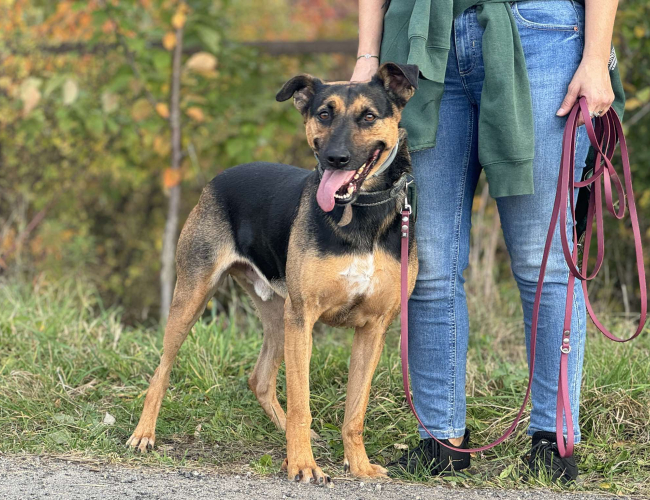 BUBA - pies do adopcji w schronisku świdnica