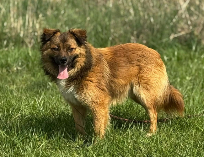 ROJO - pies do adopcji w schronisku świdnica