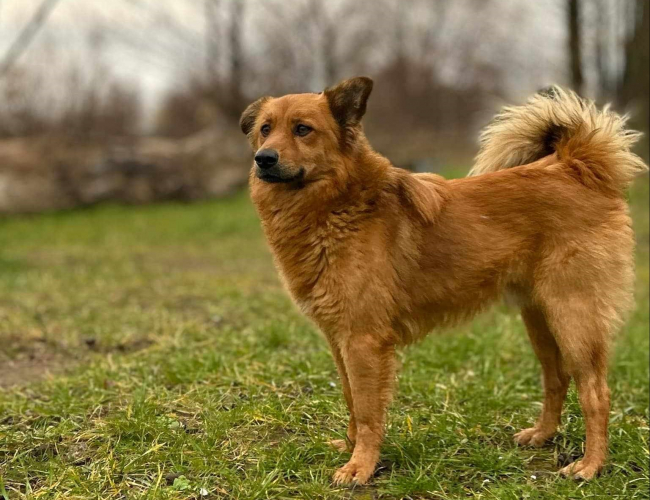 Schronisko dla Bezdomnych Zwierząt w Świdnicy - GORGON