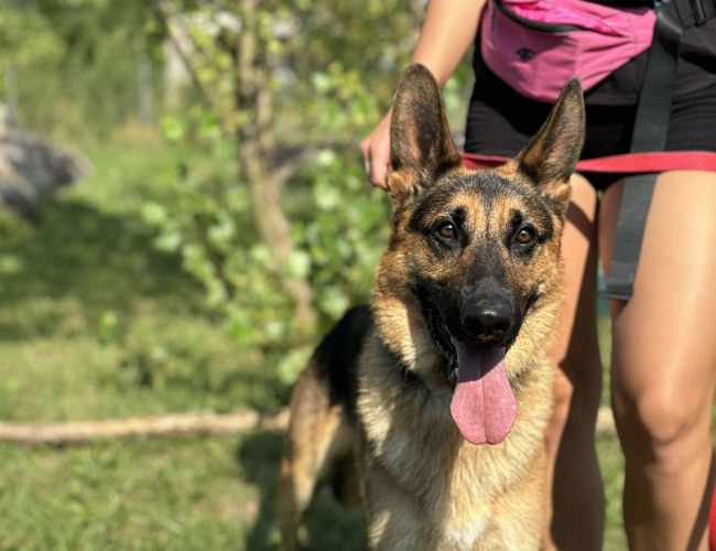 Schronisko dla Bezdomnych Zwierząt w Świdnicy - BAMBINO