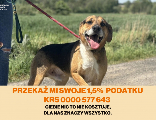 GRYZEK DT - pies do adopcji w schronisku świdnica