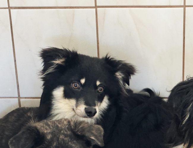 KASZTAN - pies do adopcji w schronisku świdnica