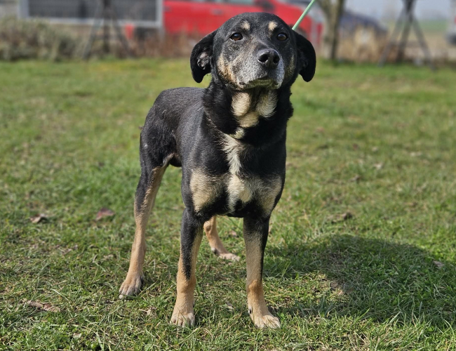 ORION - pies do adopcji w schronisku świdnica