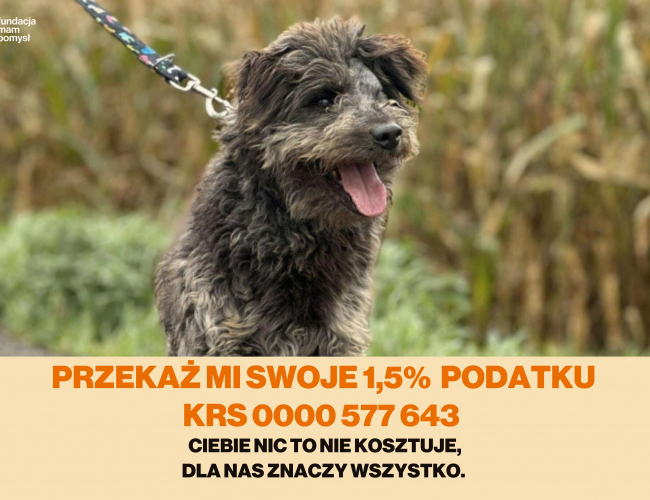 GRZEŚ - pies do adopcji w schronisku świdnica