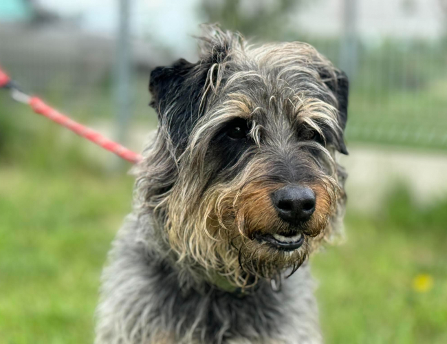 CZIKO - pies do adopcji w schronisku świdnica