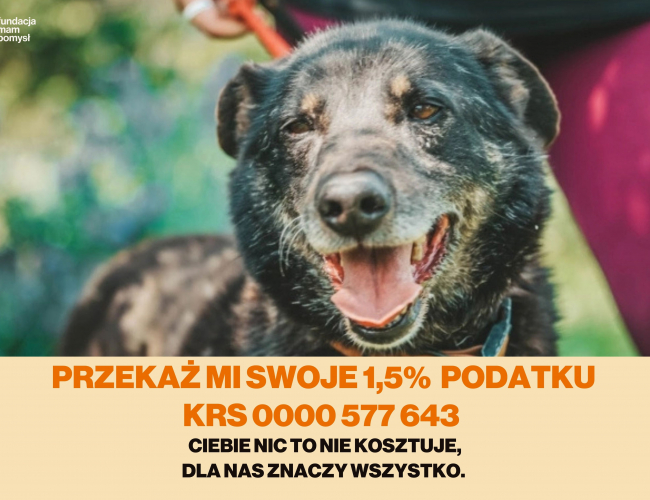 JOHNY - pies do adopcji w schronisku świdnica