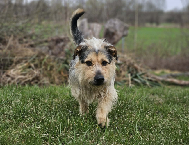 ASPEN - pies do adopcji w schronisku świdnica