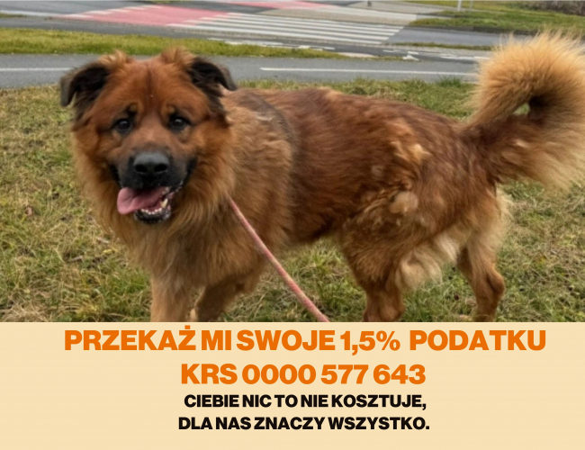 GROM - pies do adopcji w schronisku świdnica
