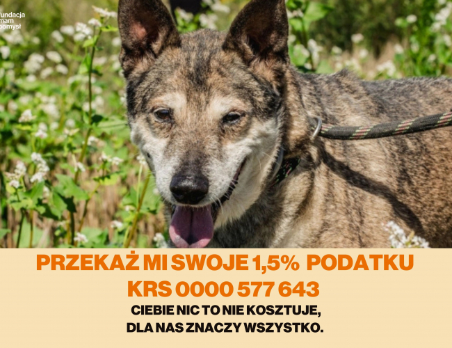 KŁOPOT DT - pies do adopcji w schronisku świdnica