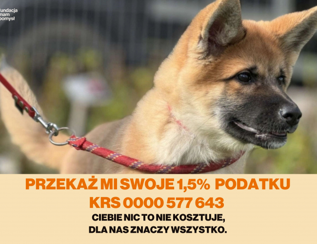 BEZOS DT - pies do adopcji w schronisku świdnica