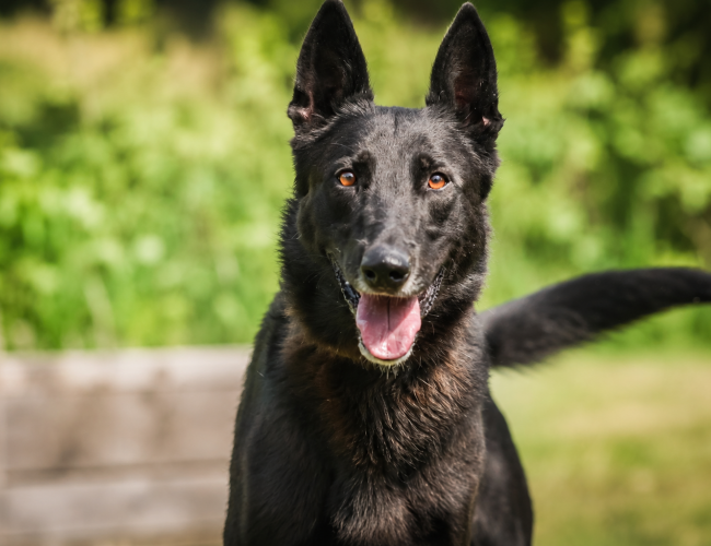 DRAKO  - pies do adopcji w schronisku świdnica