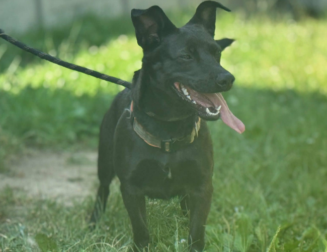 GRYFCIA - pies do adopcji w schronisku świdnica