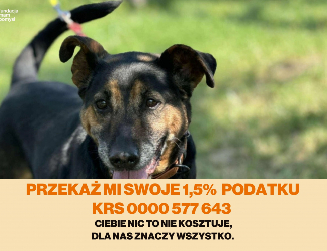 ARNOLD - pies do adopcji w schronisku świdnica