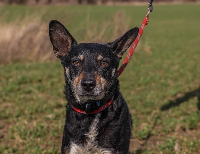 AMOR - pies do adopcji w schronisku świdnica