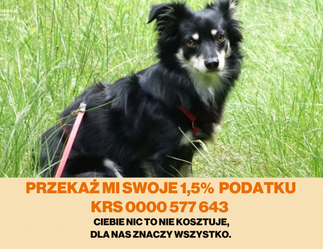 KASZTAN DT - pies do adopcji w schronisku świdnica