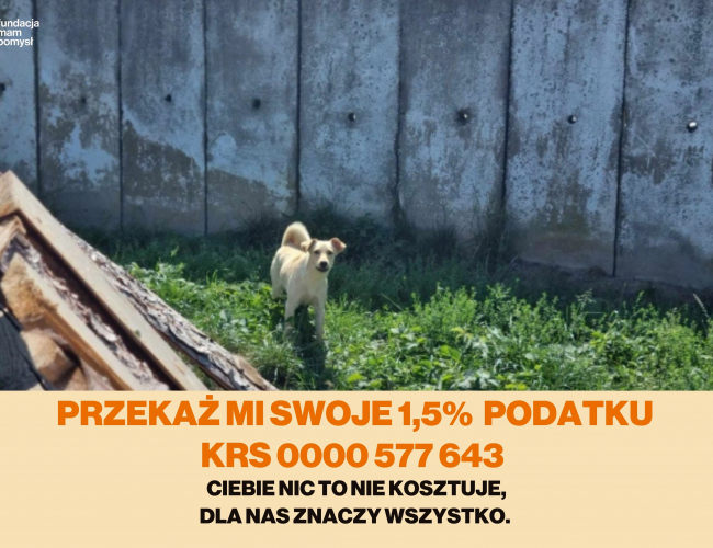 Schronisko dla Bezdomnych Zwierząt w Świdnicy - MIKO