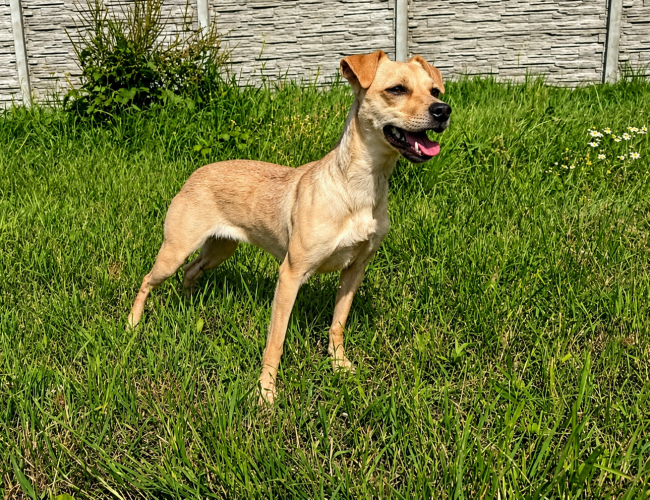 FOCZKA - pies do adopcji w schronisku świdnica