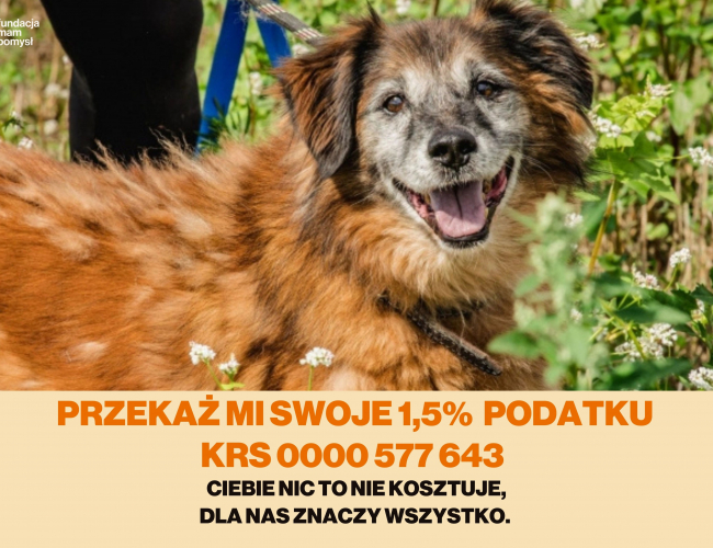 Schronisko dla Bezdomnych Zwierząt w Świdnicy - RUDI DT