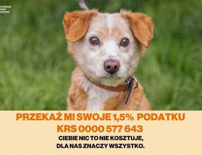 CREDO DT - pies do adopcji w schronisku świdnica