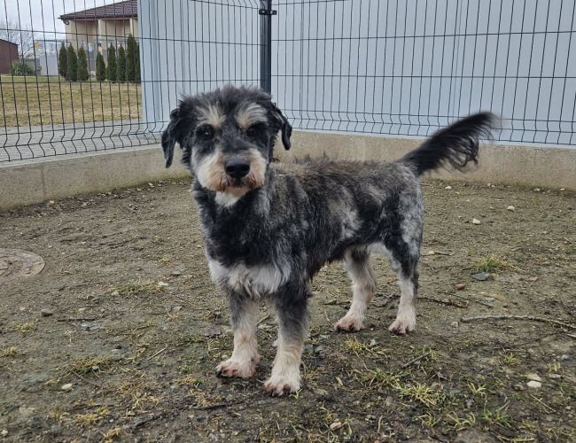 ZAK - pies do adopcji w schronisku świdnica