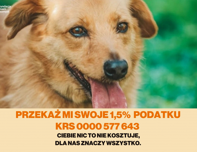 TOLEK - pies do adopcji w schronisku świdnica