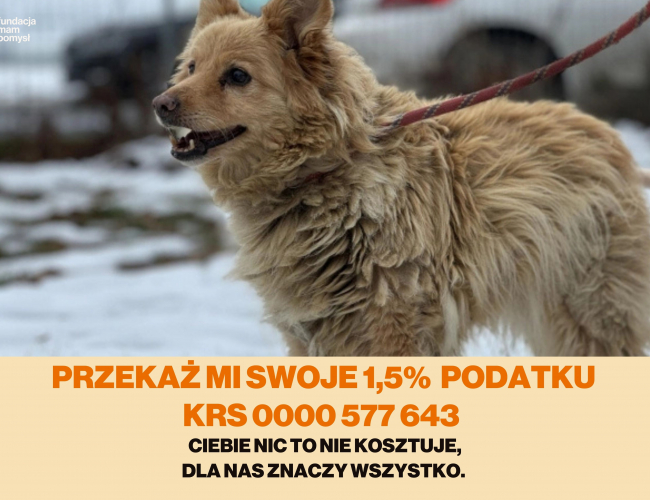 Schronisko dla Bezdomnych Zwierząt w Świdnicy - FRULA  DT