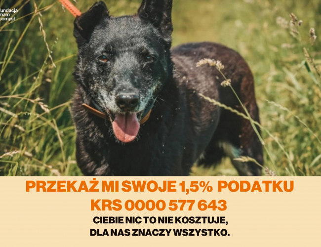Schronisko dla Bezdomnych Zwierząt w Świdnicy - FALKON DT