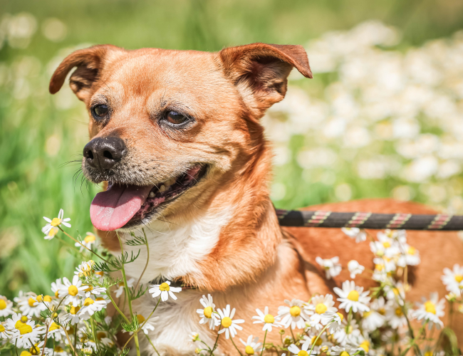 SHAGGY - pies do adopcji w schronisku świdnica