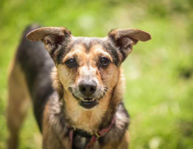 KIRI   - pies do adopcji w schronisku świdnica