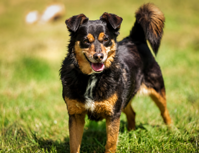 BAKUŚ - pies do adopcji w schronisku świdnica