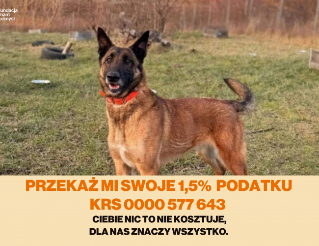 FRANKI - pies do adopcji w schronisku świdnica