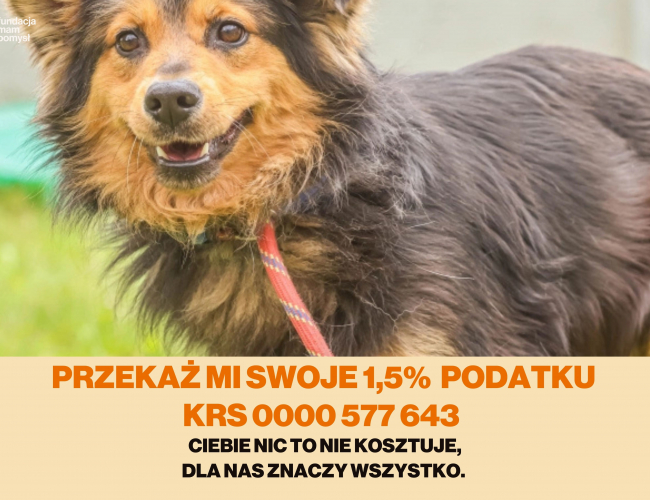 Schronisko dla Bezdomnych Zwierząt w Świdnicy - COLEN  DT