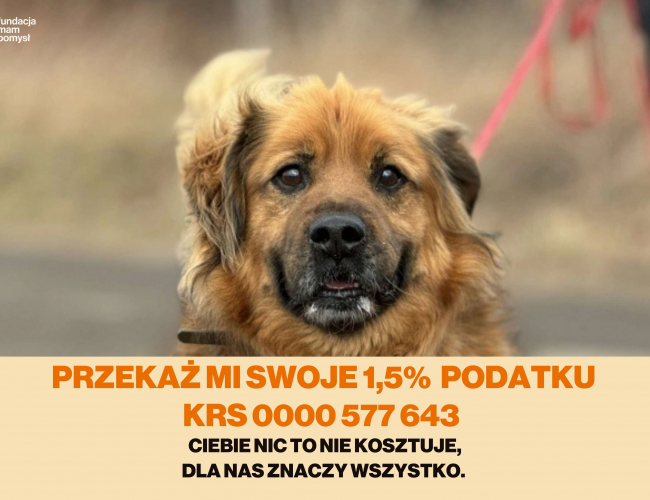 KIERAT  DT - pies do adopcji w schronisku świdnica