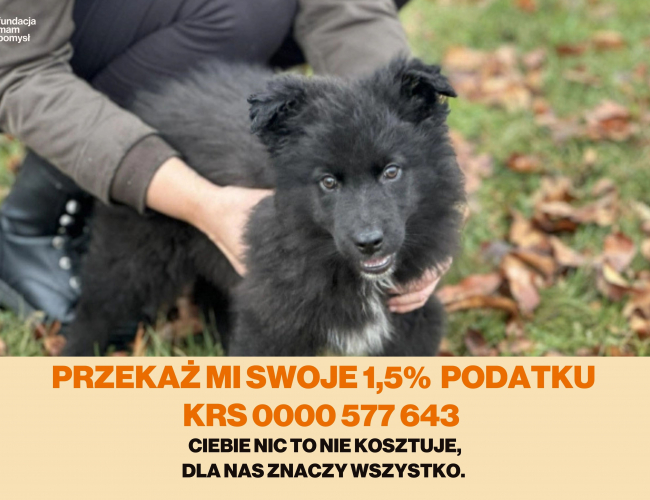 Schronisko dla Bezdomnych Zwierząt w Świdnicy - KIARA