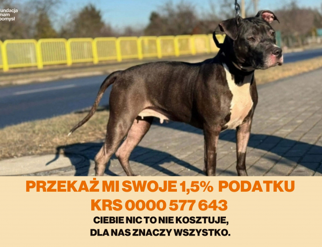XENA - pies do adopcji w schronisku świdnica