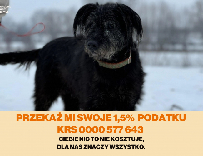 ANDZIA - pies do adopcji w schronisku świdnica