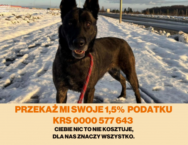 ZORJA - pies do adopcji w schronisku świdnica