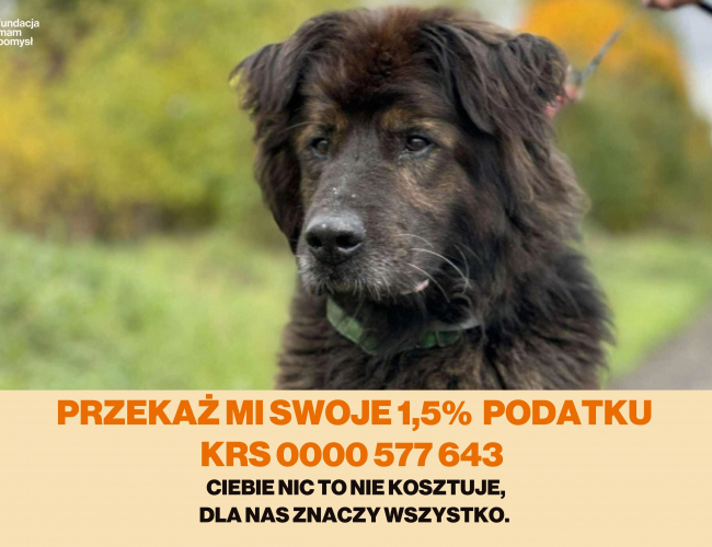 SHADOW - pies do adopcji w schronisku świdnica