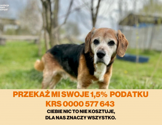 Schronisko dla Bezdomnych Zwierząt w Świdnicy - FREDI  DT