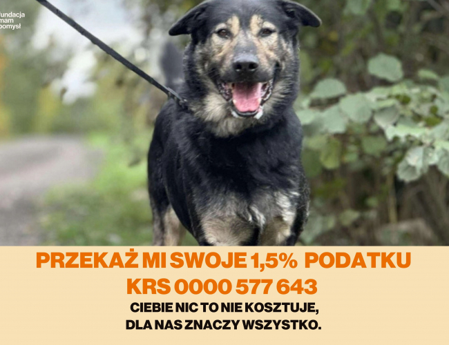 HALK - pies do adopcji w schronisku świdnica