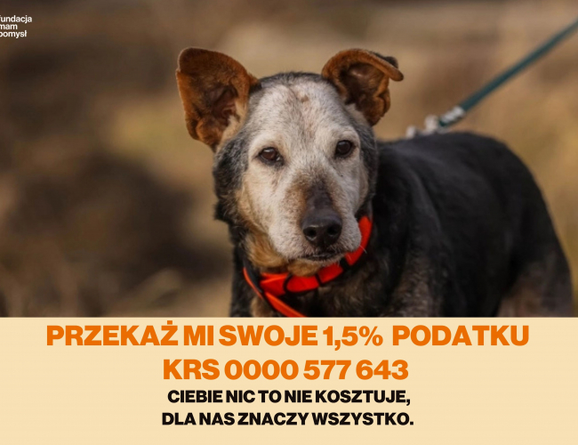 FOSTER  - pies do adopcji w schronisku świdnica