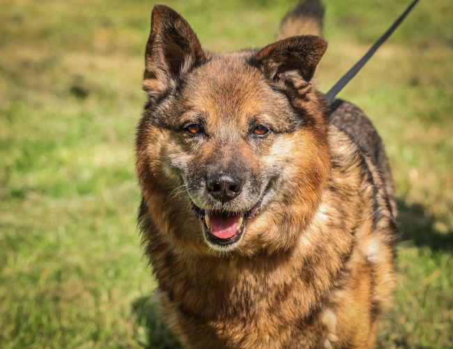 HAKER  - pies do adopcji w schronisku świdnica