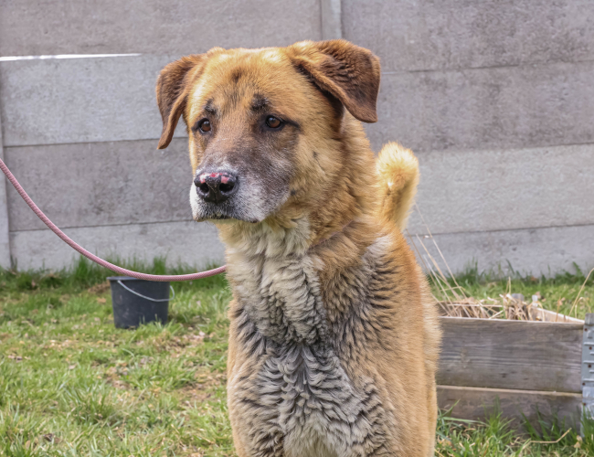 VEYRON - pies do adopcji w schronisku świdnica